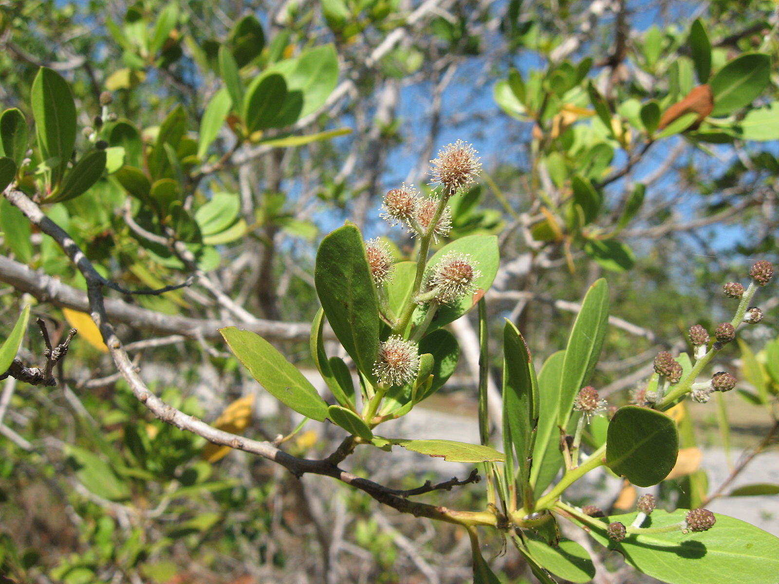 CC Silver Buttonwood