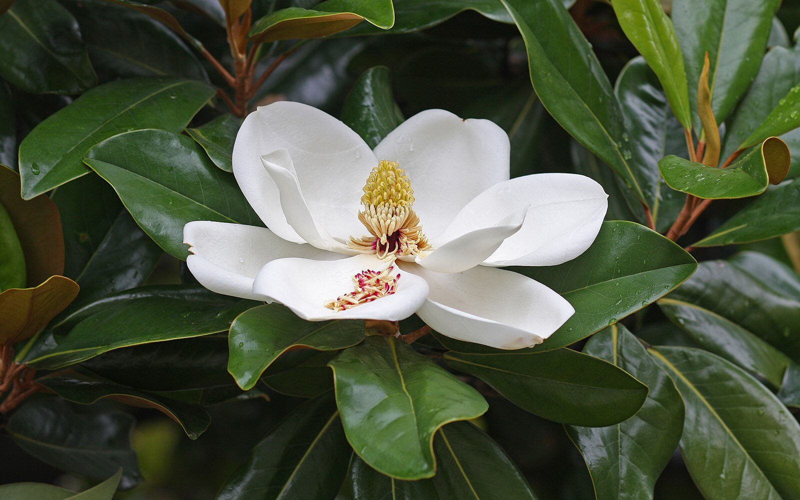 CC Southern Magnolia 