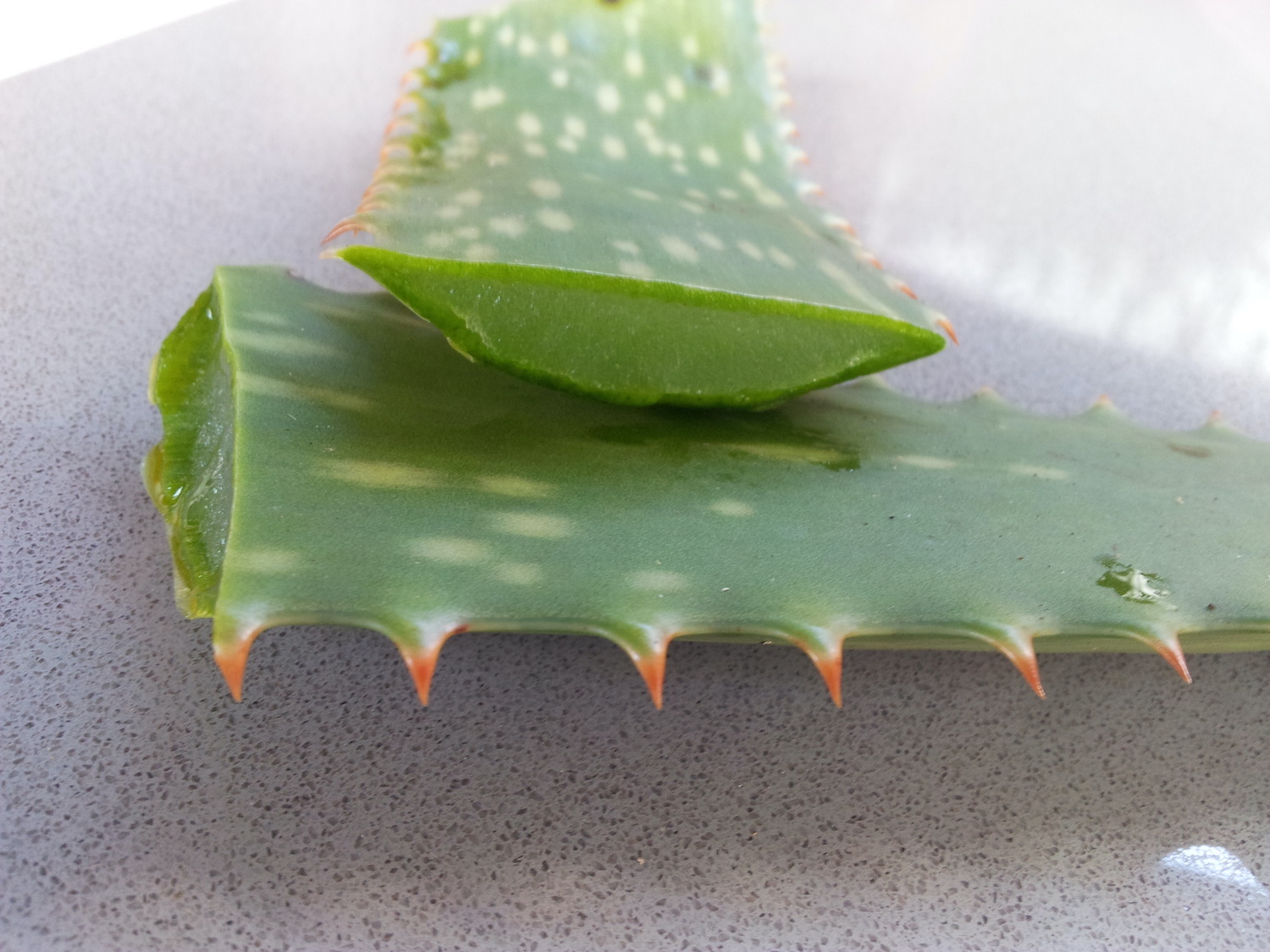 Aloe Vera 