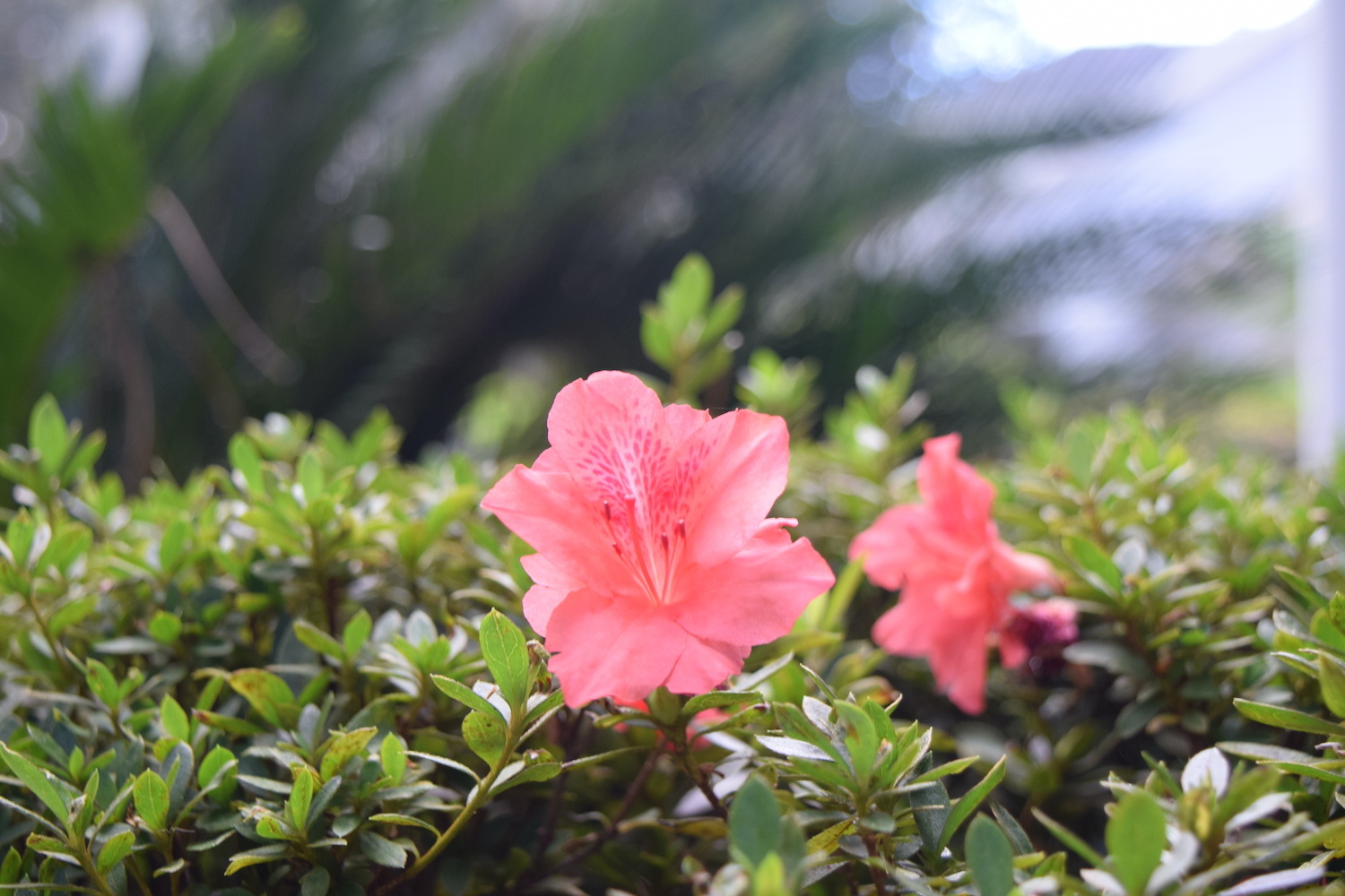 Azaleas