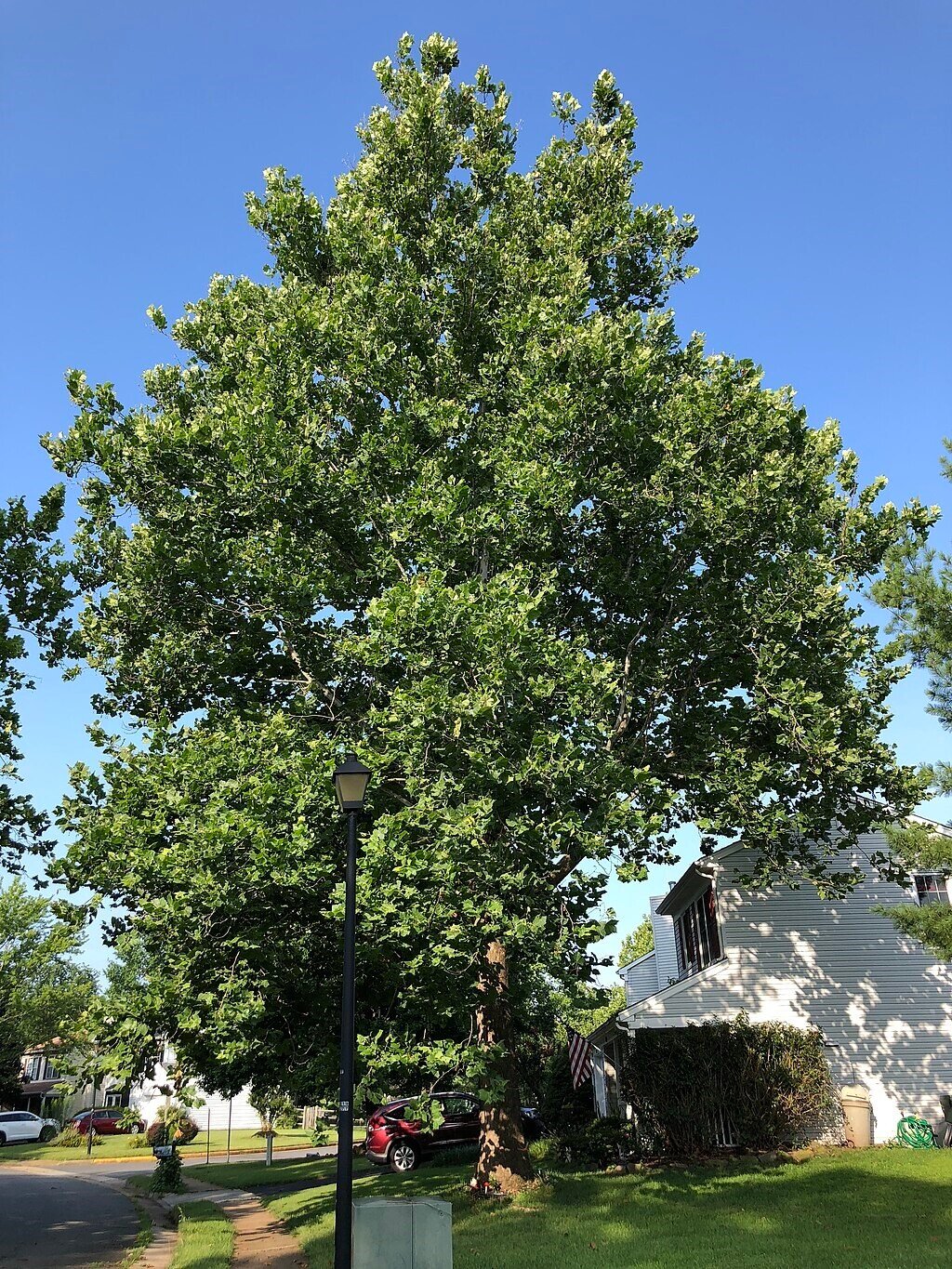 American Sycamore Tree