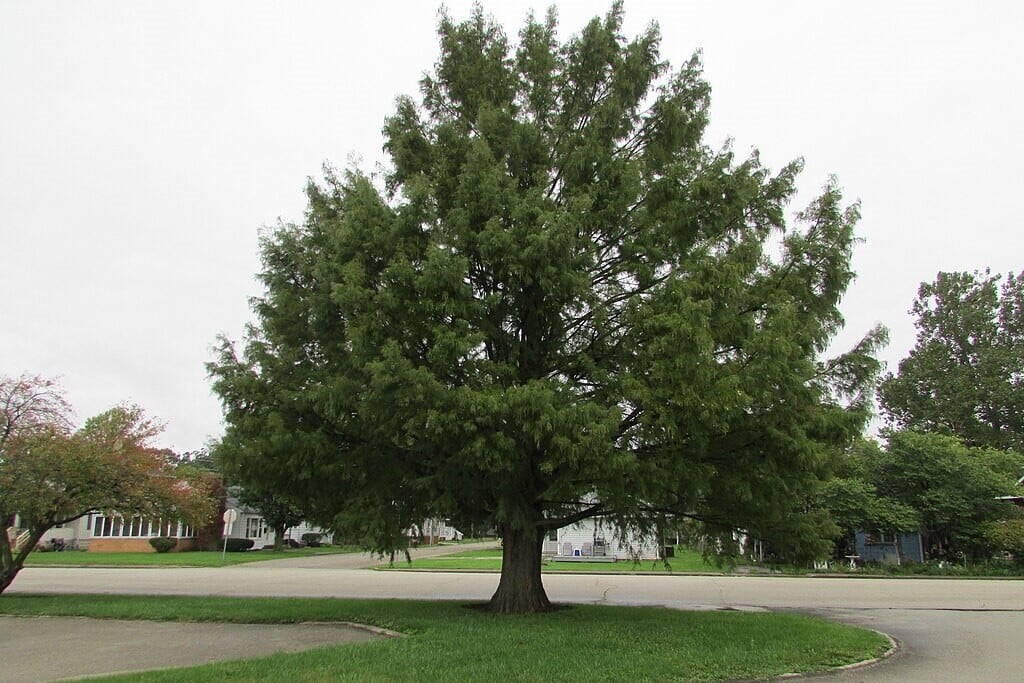 Bald Cypress Tree