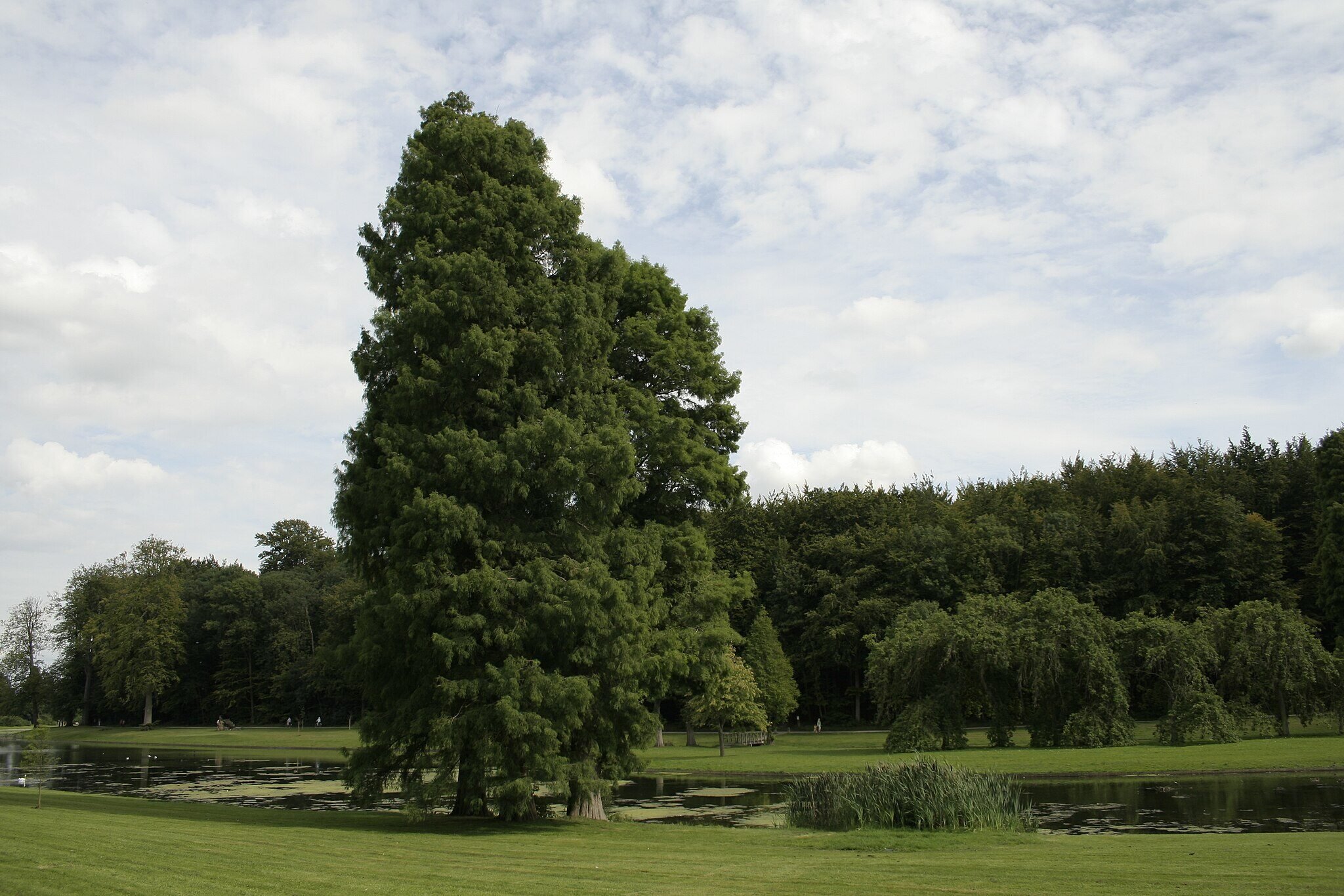 bald cypress on a golf course