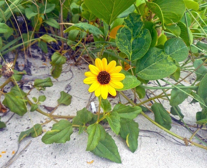 beach sunflower plant with flower