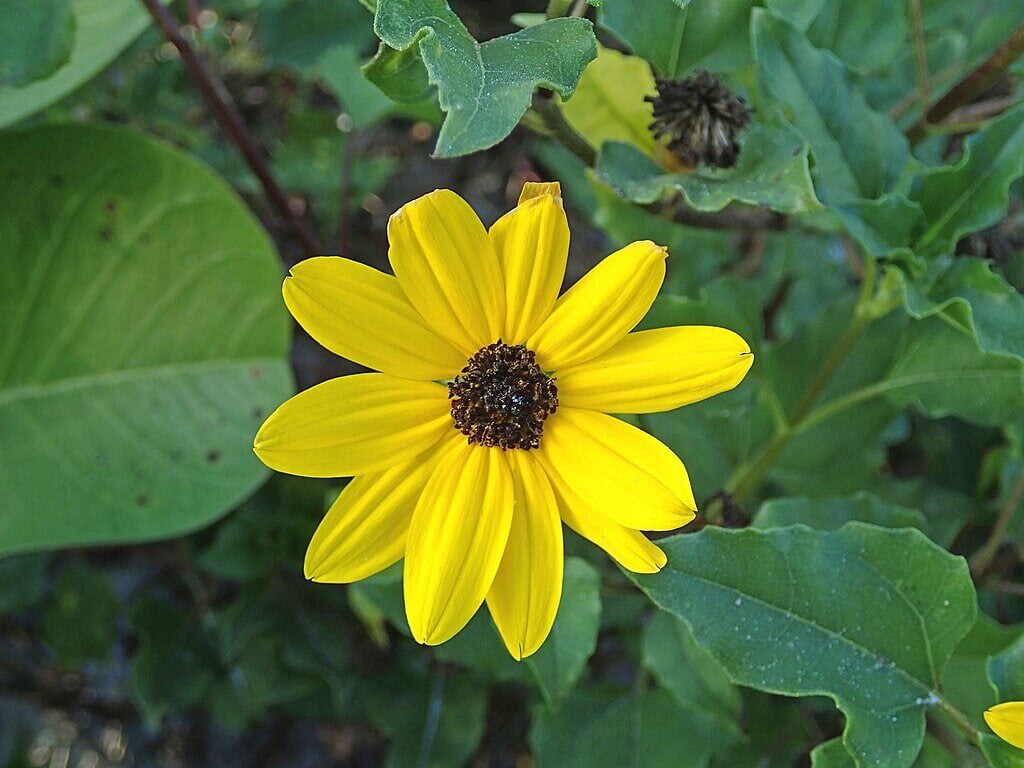 CC - Beach Sunflower