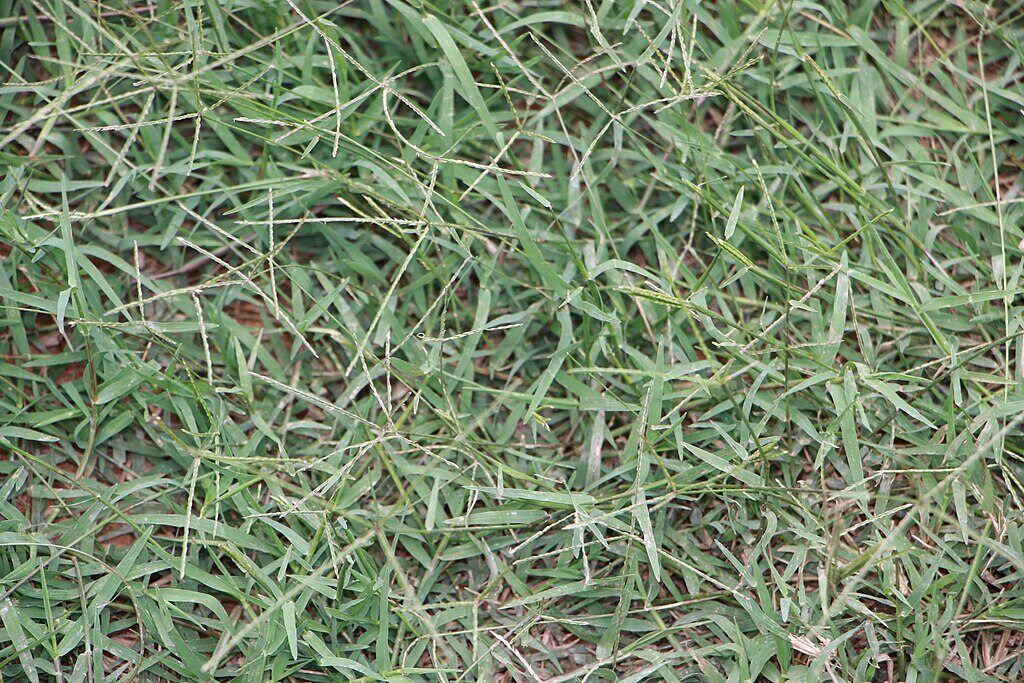 CC - Bermudagrass