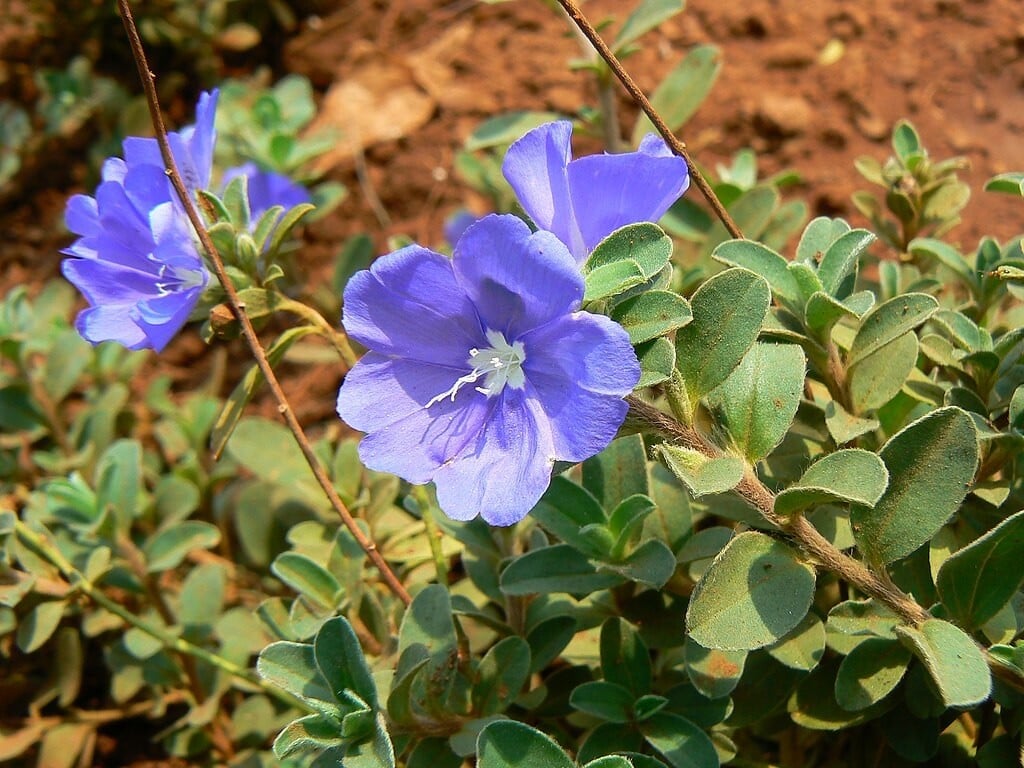 Blue My Mind Groundcover