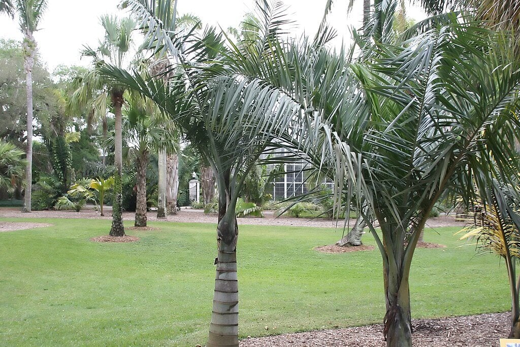 a buccaneer palm tree