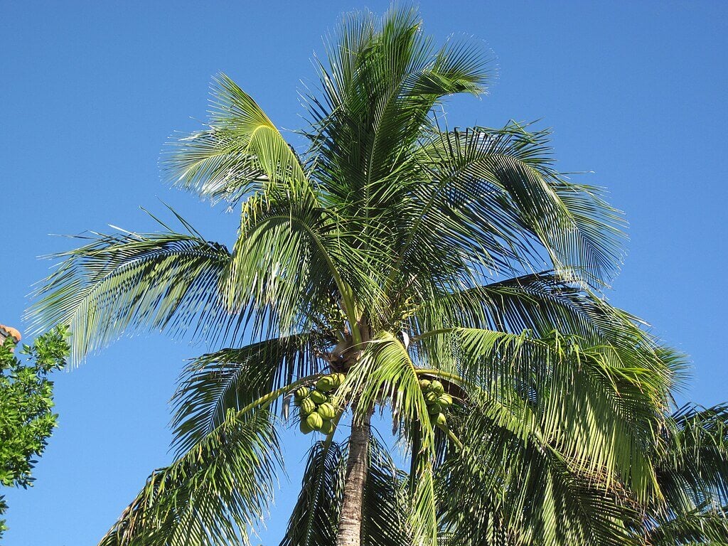 the canopy of a coconut palm tree