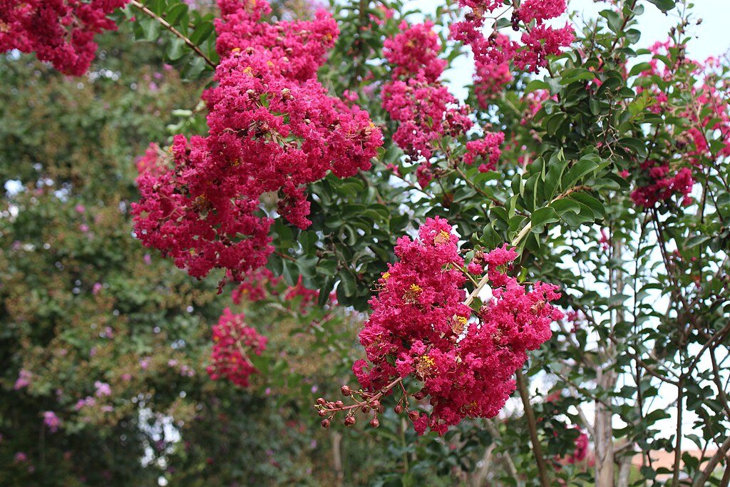 Crepe Myrtle