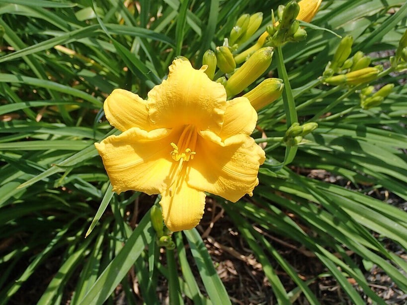 daylily in bloom