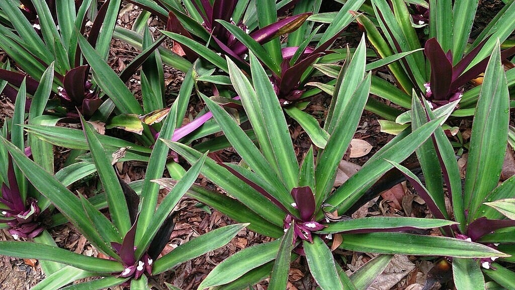 Dwarf Oyster Plant