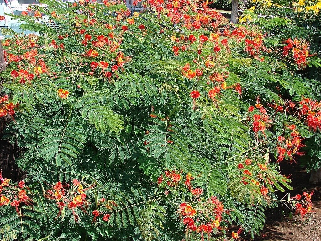 Dwarf Poinciana