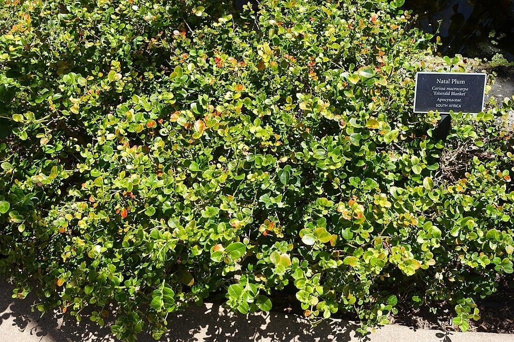 Emerald Blanket Groundcover