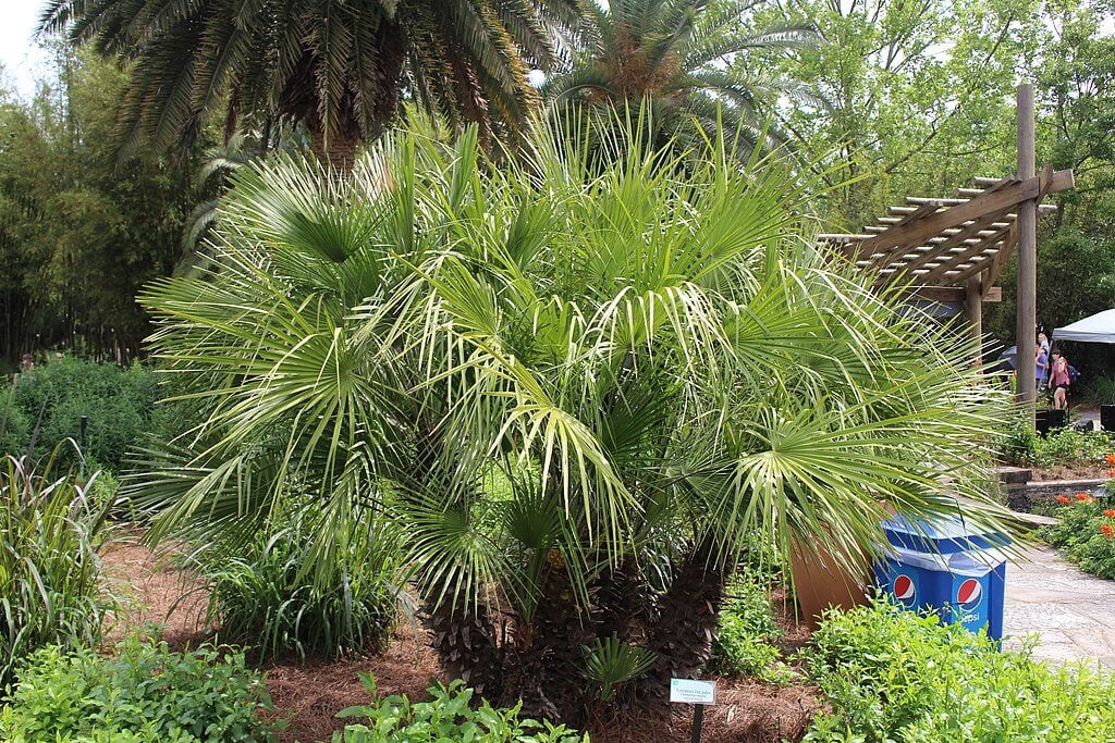 a european fan palm