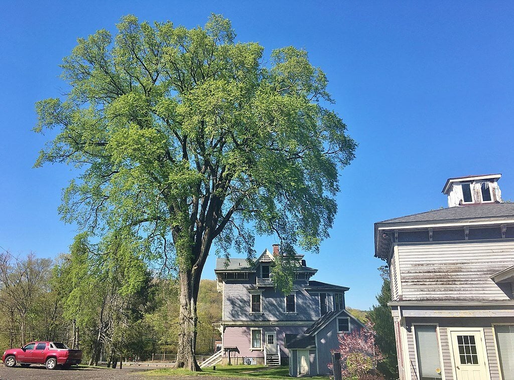 large florida elm in a front yard