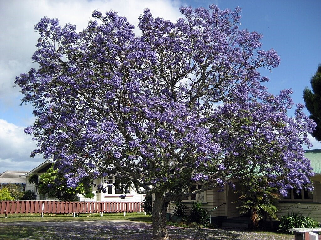 Jacaranda tree