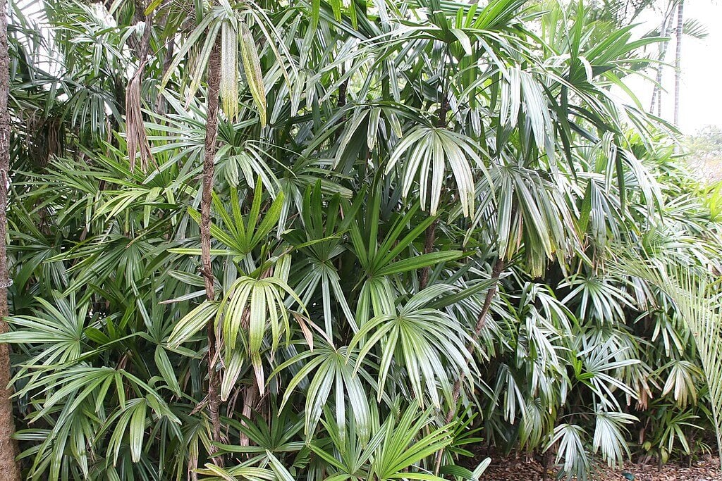 an aristocrat lady palm tree