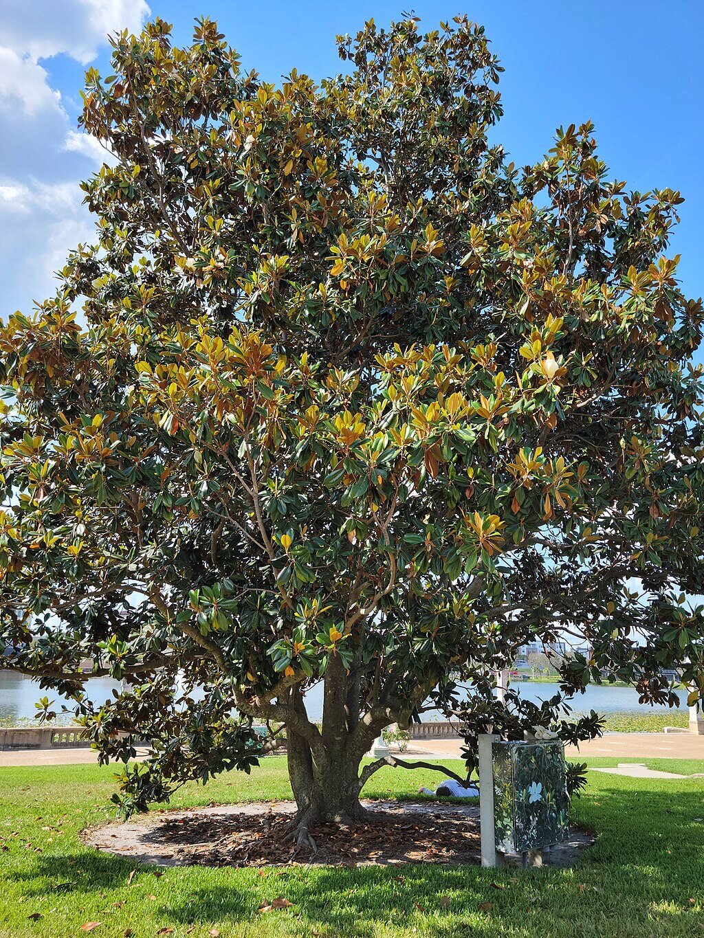 southern magnolia in a park