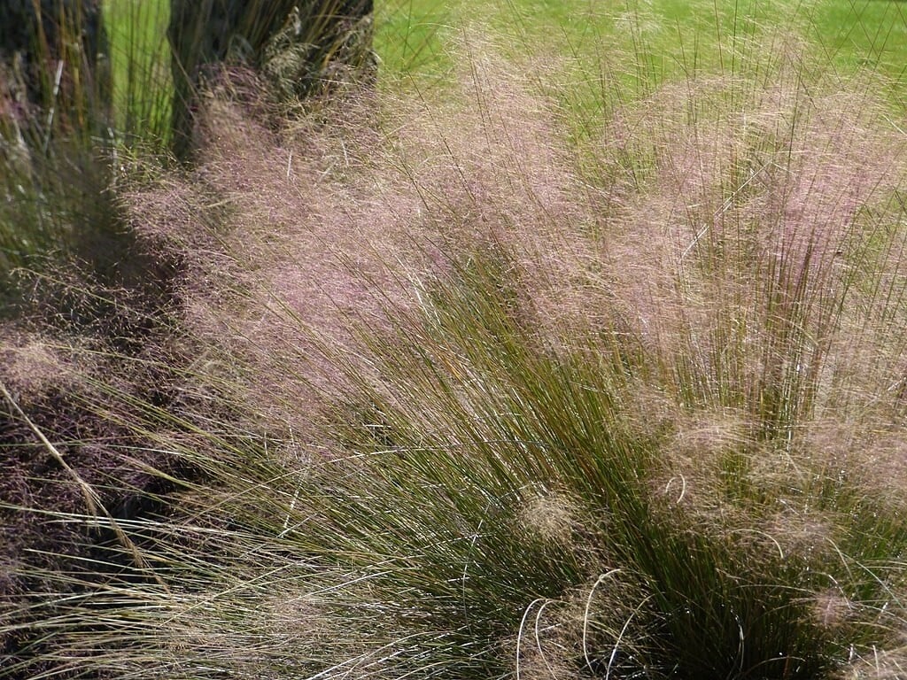 Muhly Grass