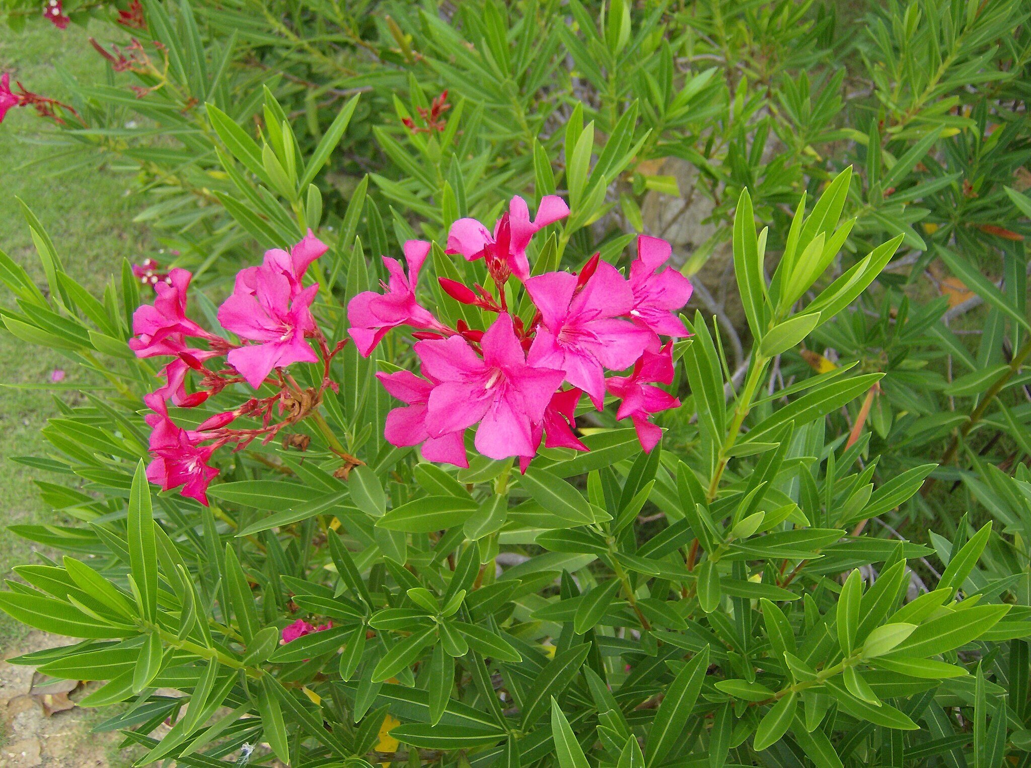 oleander plant with flowers