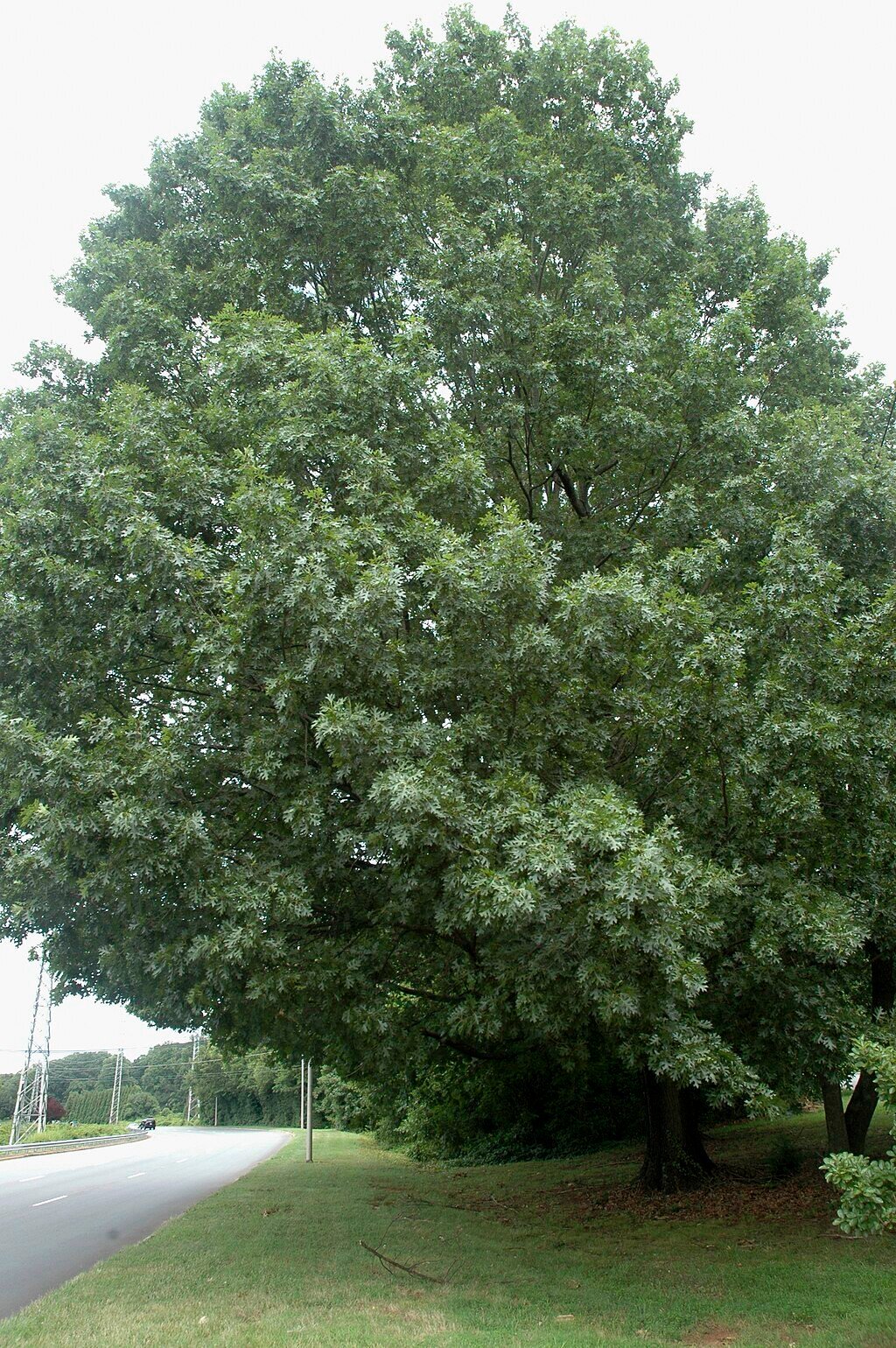 Oak Tree