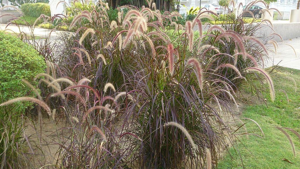 a row of purple fountain grass