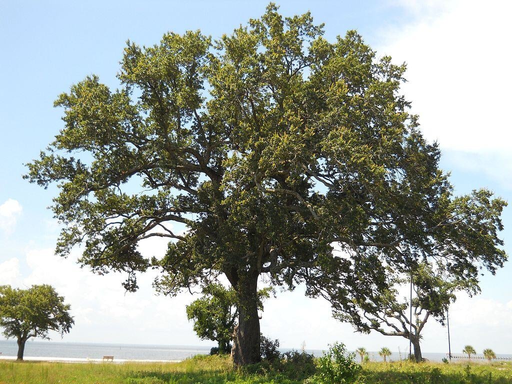 live oak tree by the shore