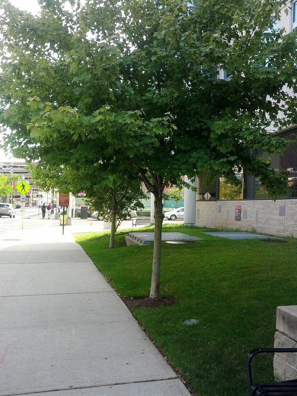 Red Maple Tree