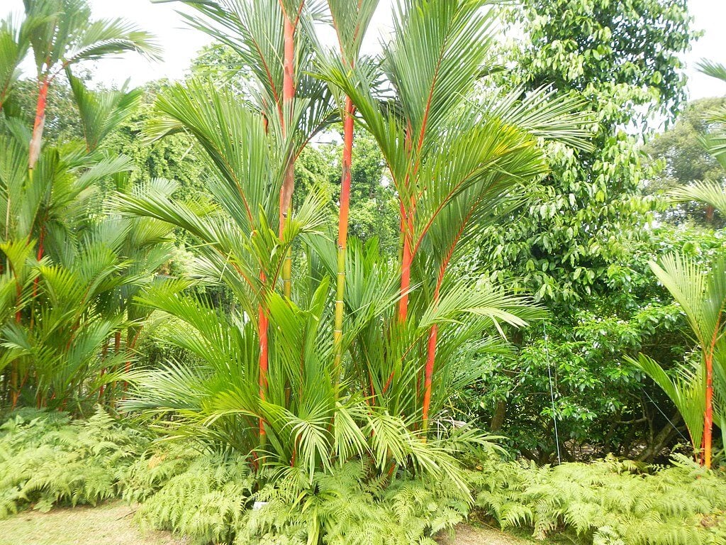 a red sealing wax palm tree