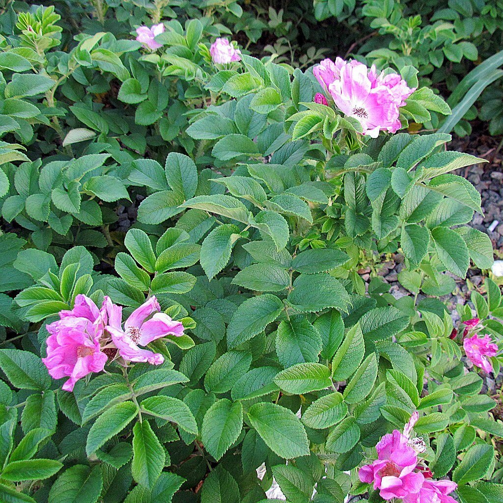 salt spray rose in bloom