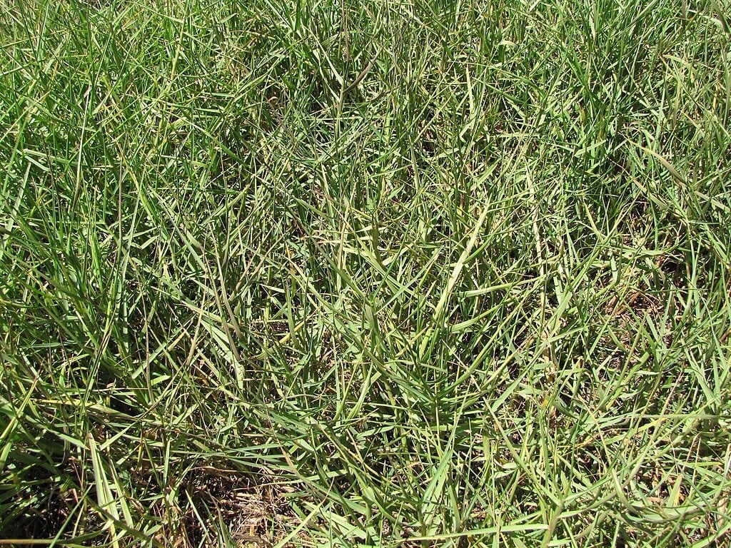 Seashore Paspalum Grass