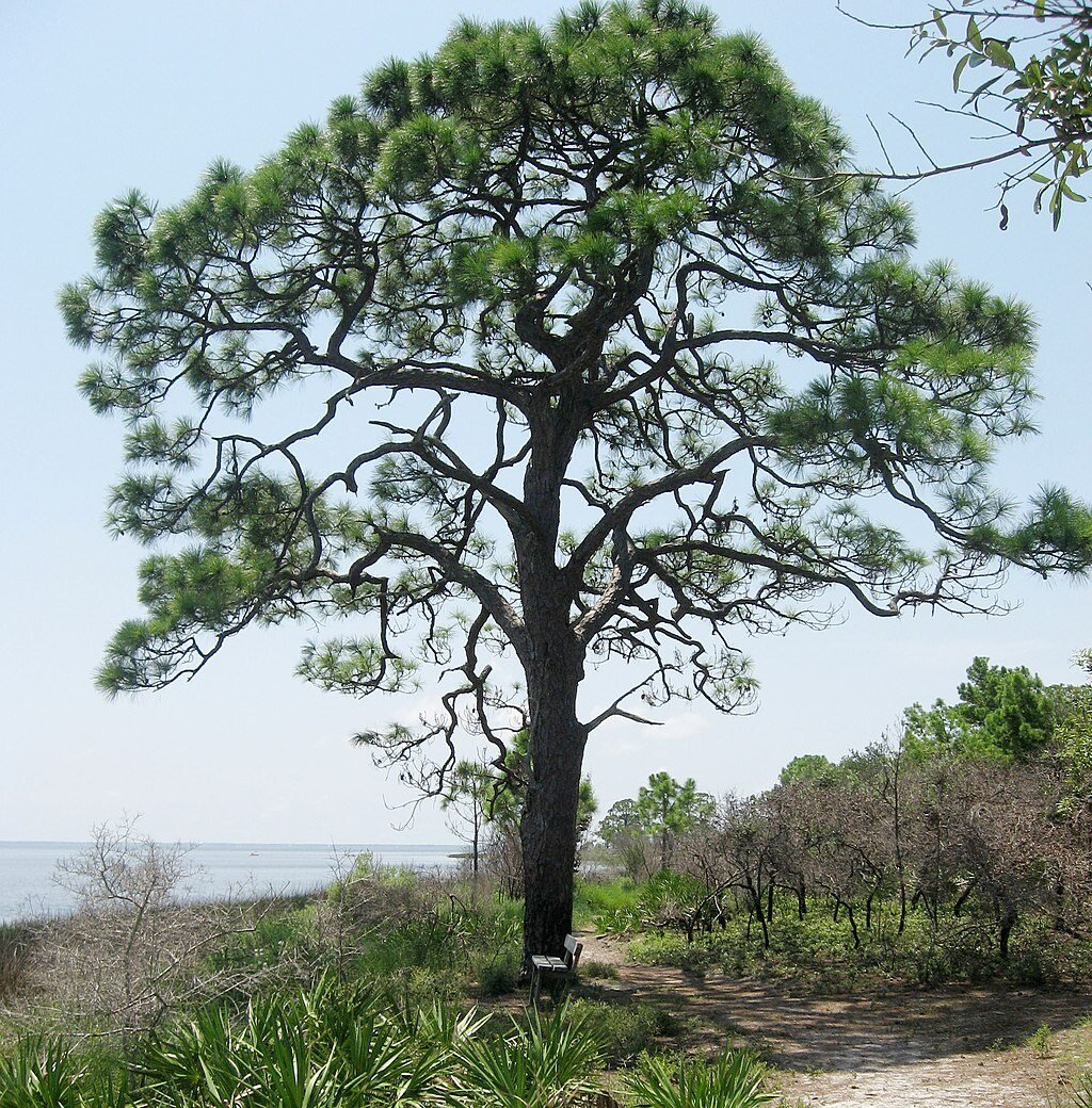 slash pine tree by the beach