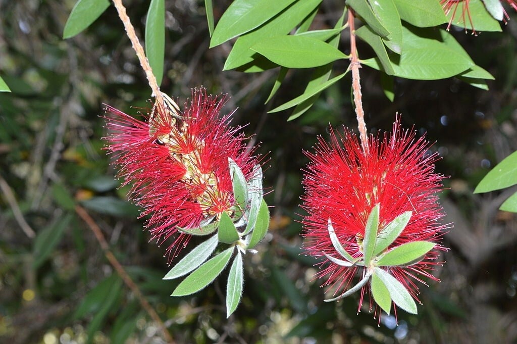 Standard Bottlebrush Plant