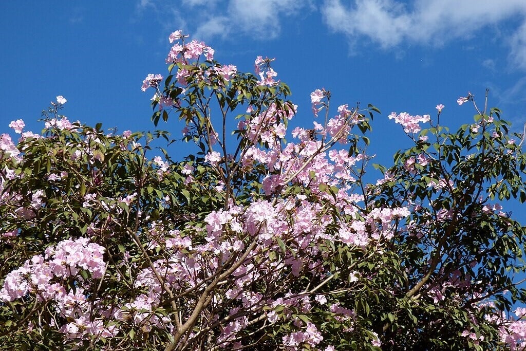 Tabebuia tree