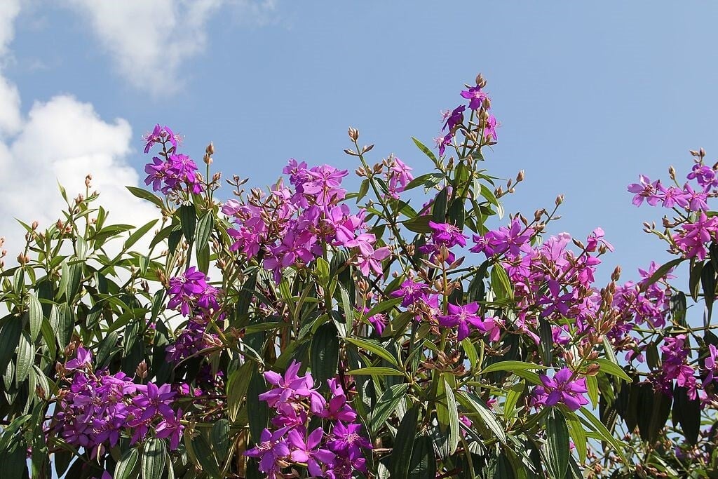 Tibouchina Granulosa