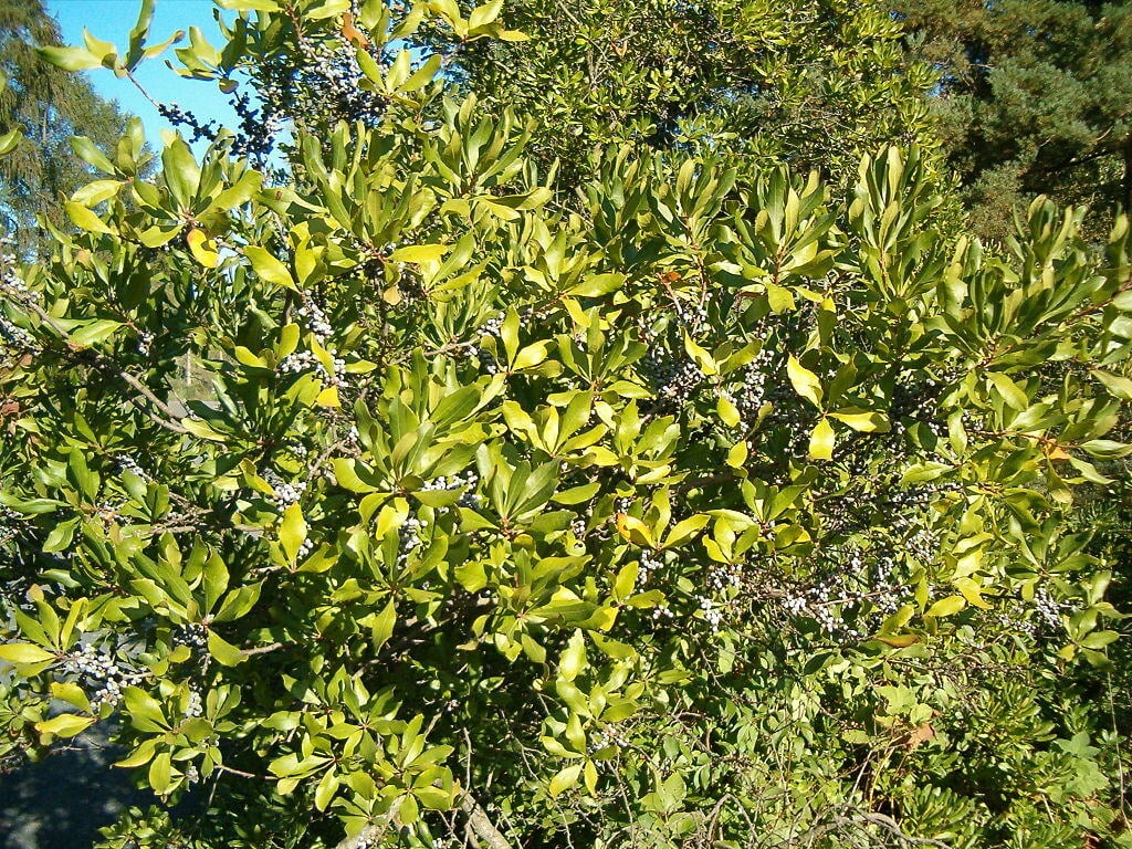 southern bayberry shrub