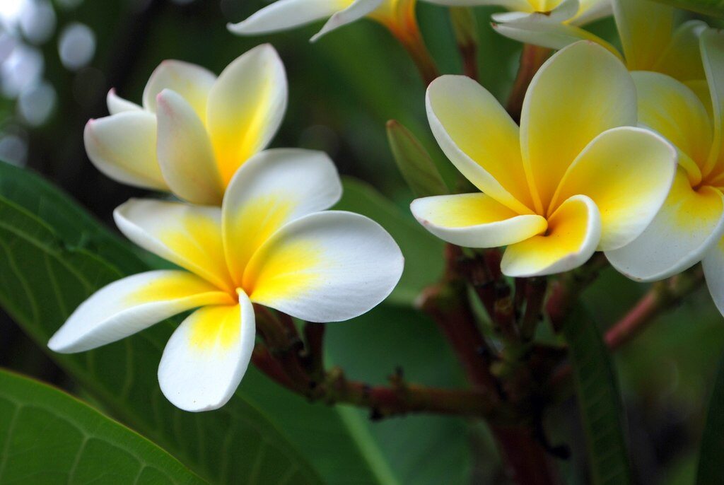 frangipani flowers