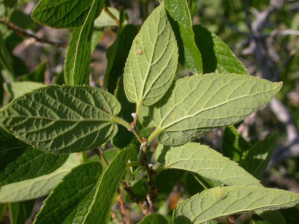 Sugarberry tree leaves