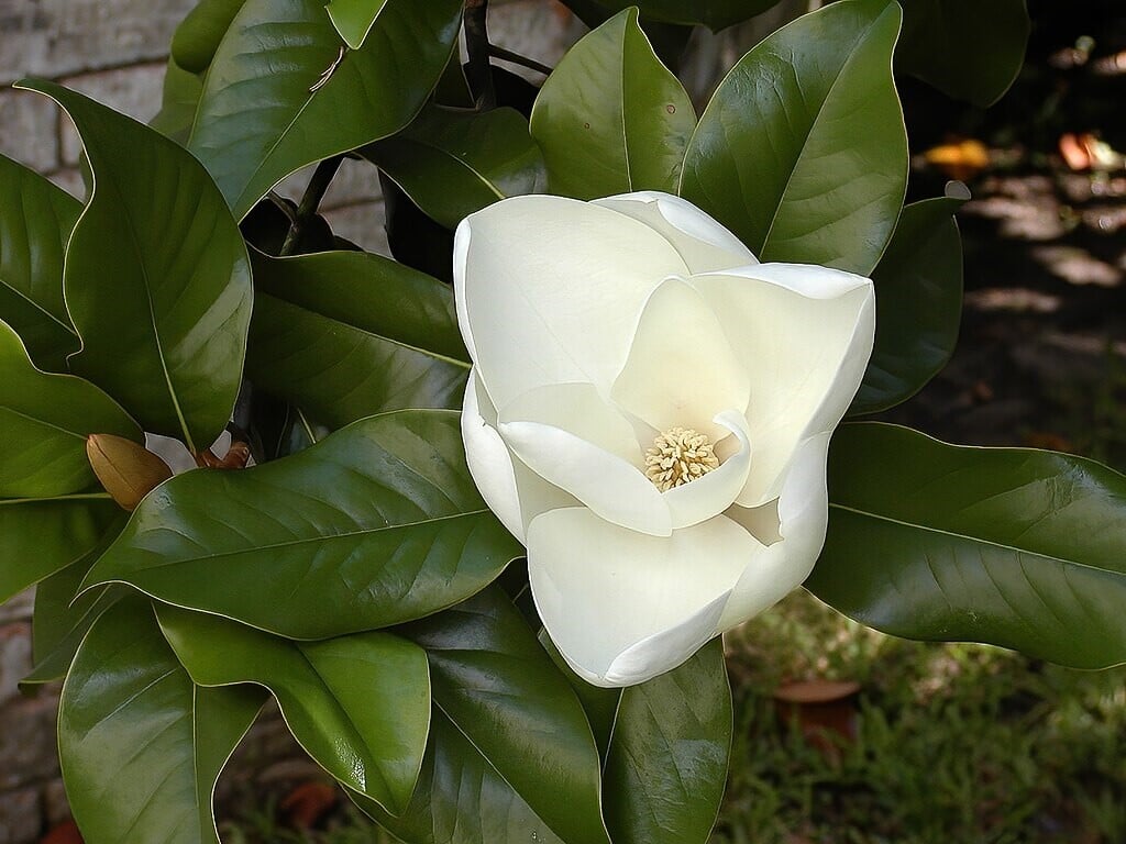 Southern Magnolia Tree Flower