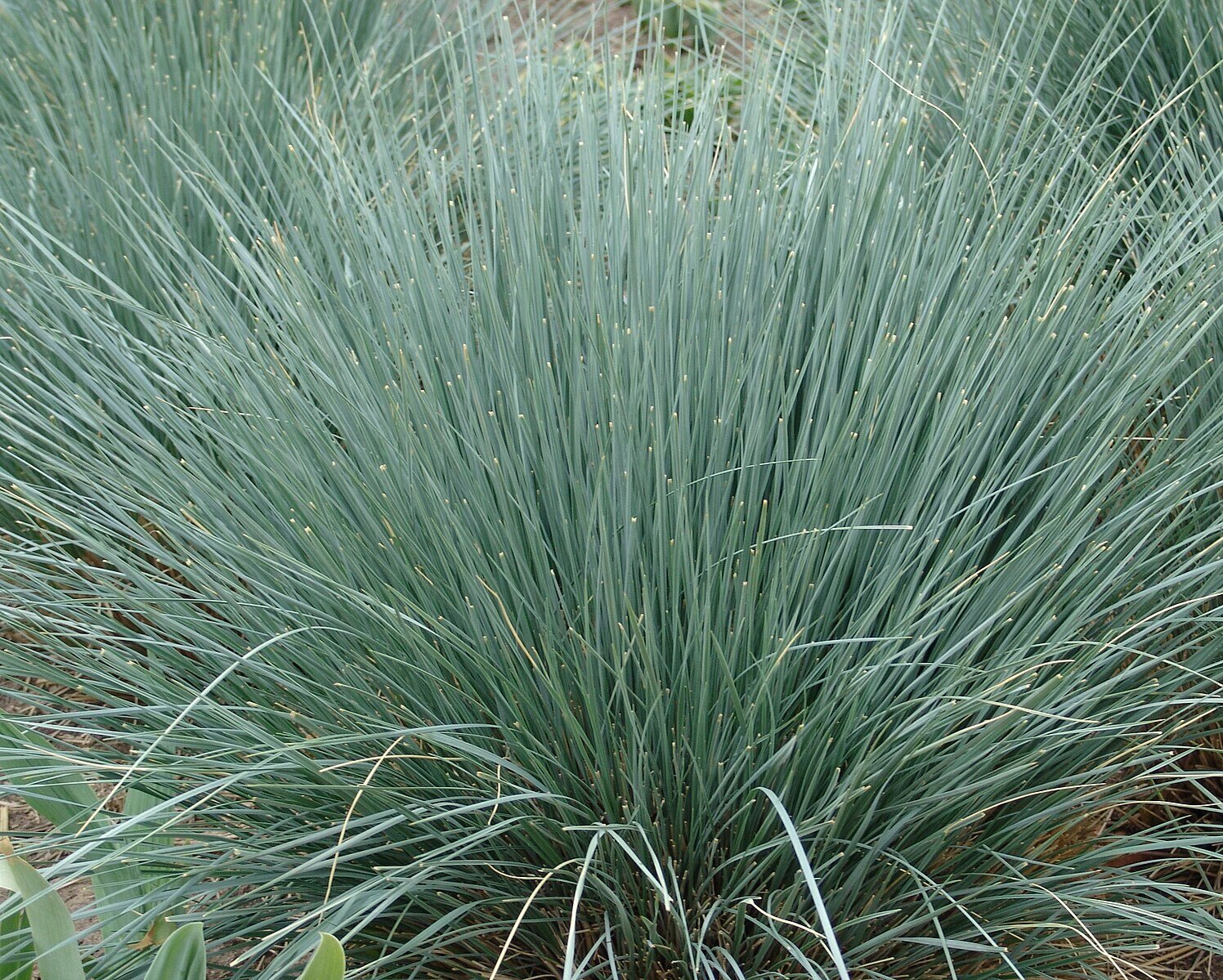 CC Blue Oat Grass