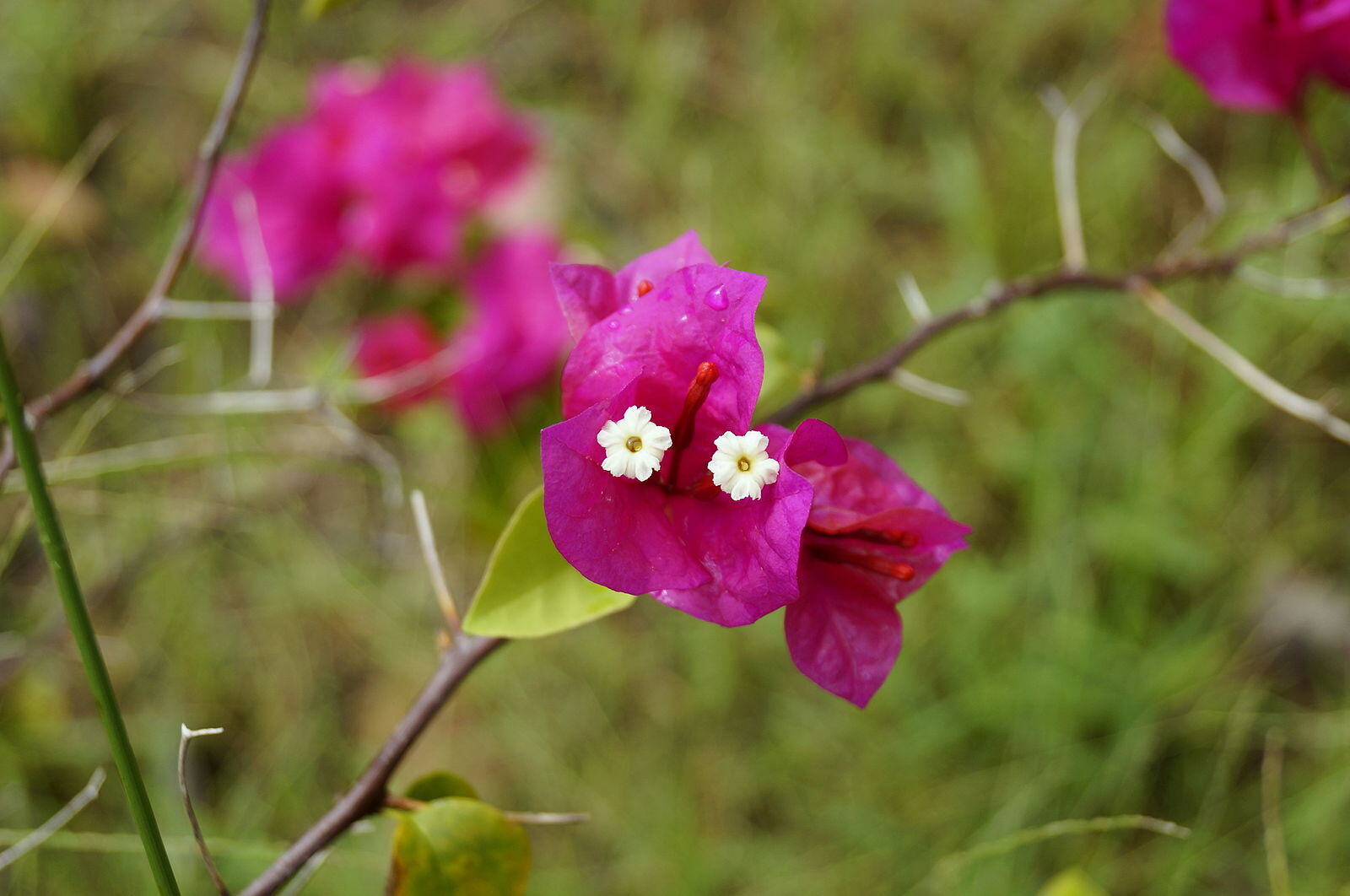 CC Bougainvillea Vine