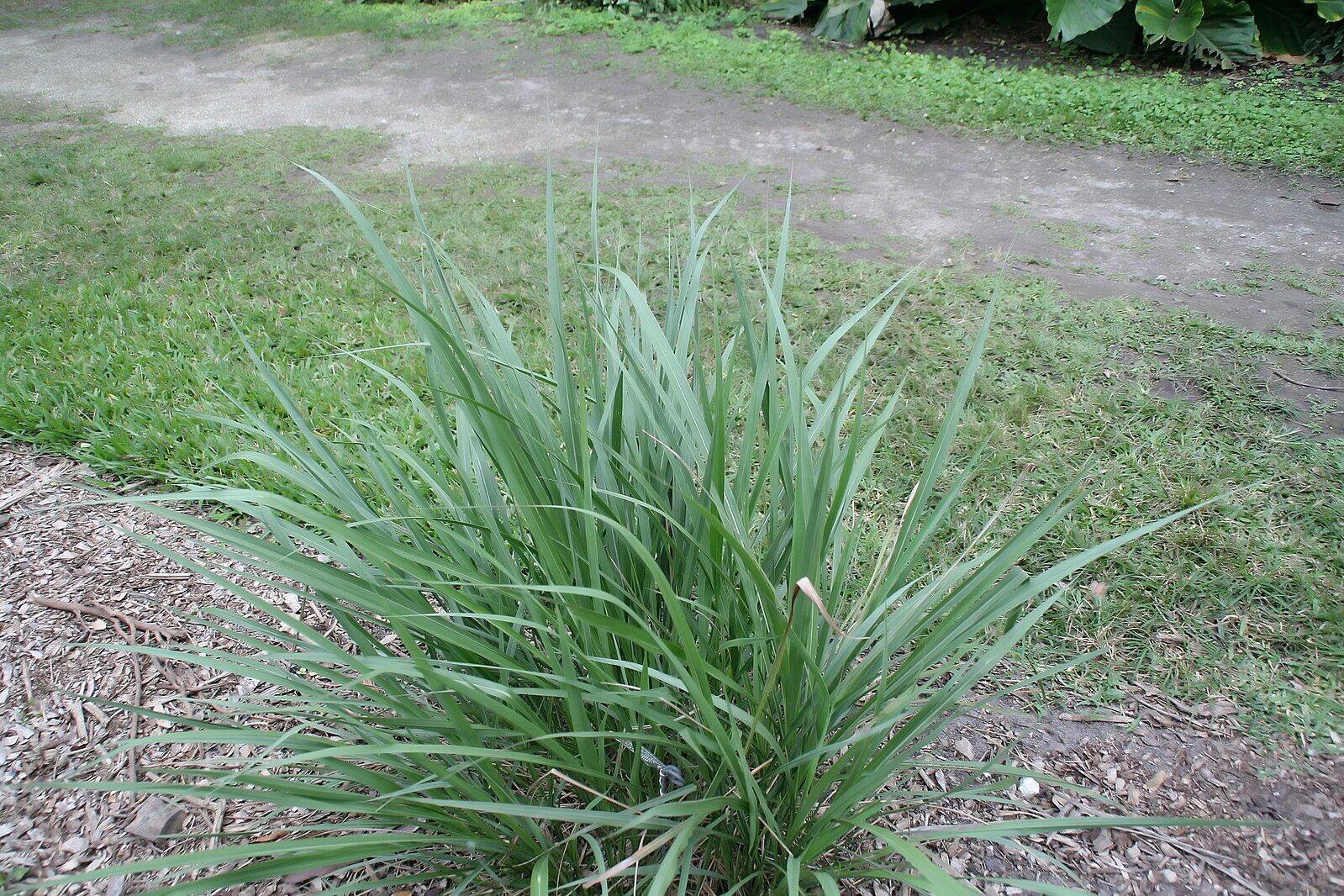 CC Fakahatchee Grass