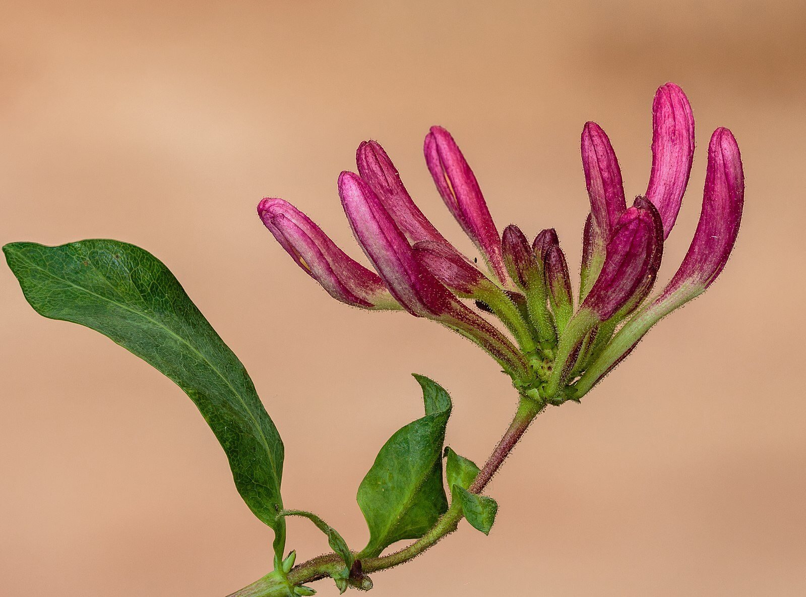 CC Honeysuckle