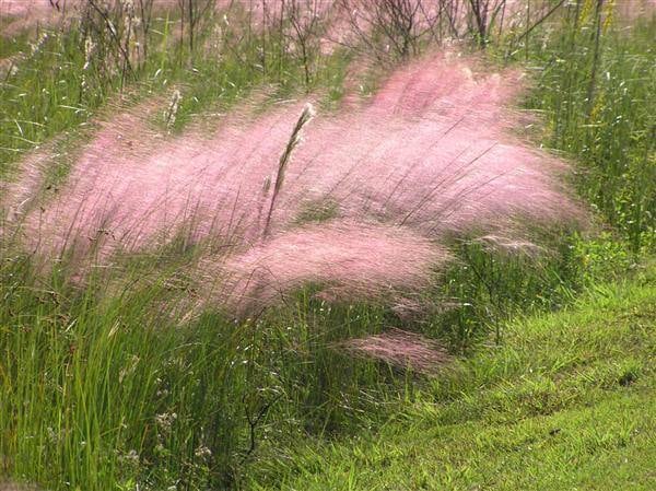 CC Muhly Grass