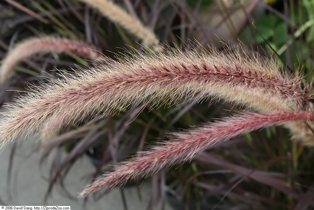 CC Purple Fountain Grass