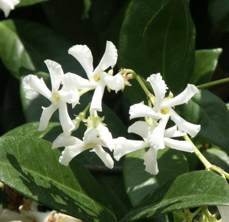 CC STar Jasmine