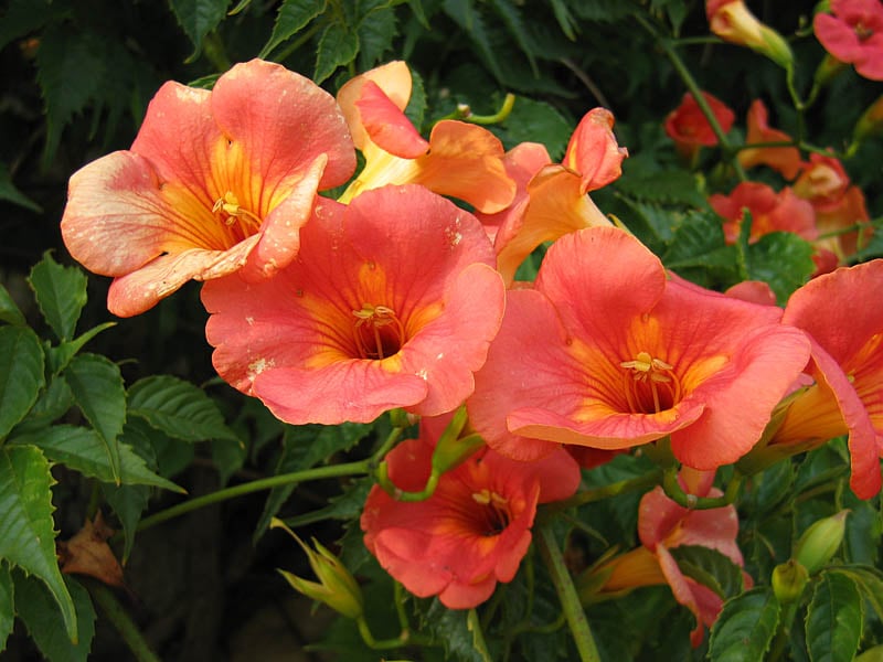 CC Trumpet Vine