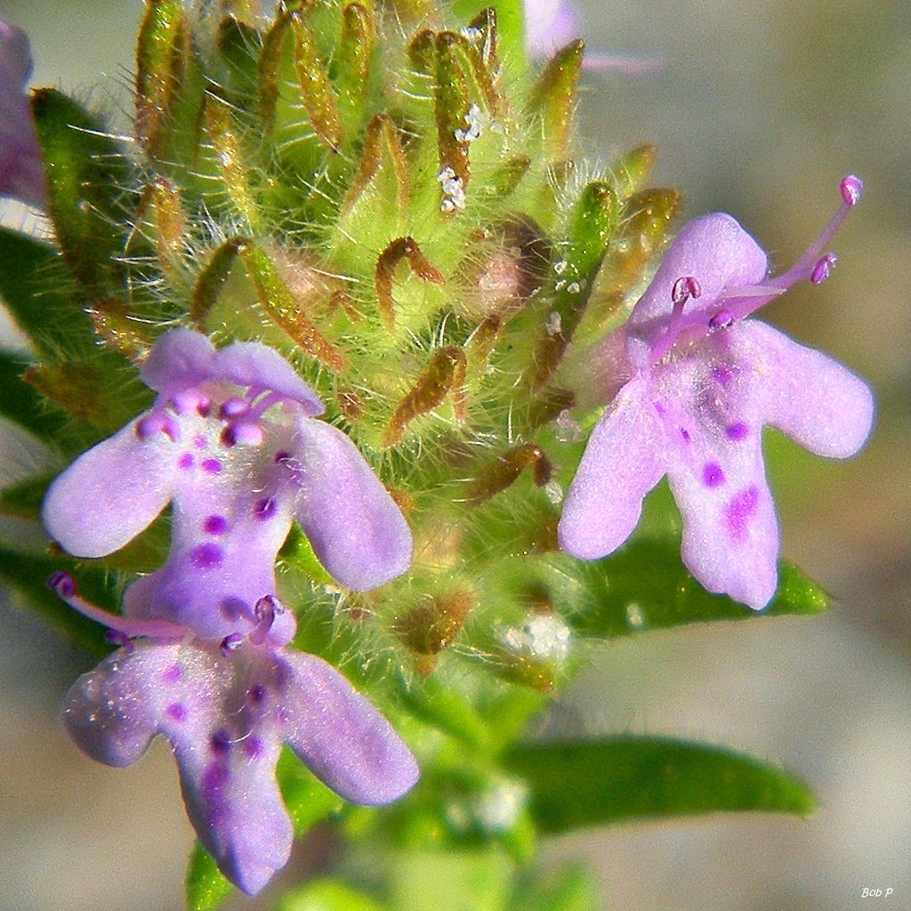 CC Wild Pennyroyal