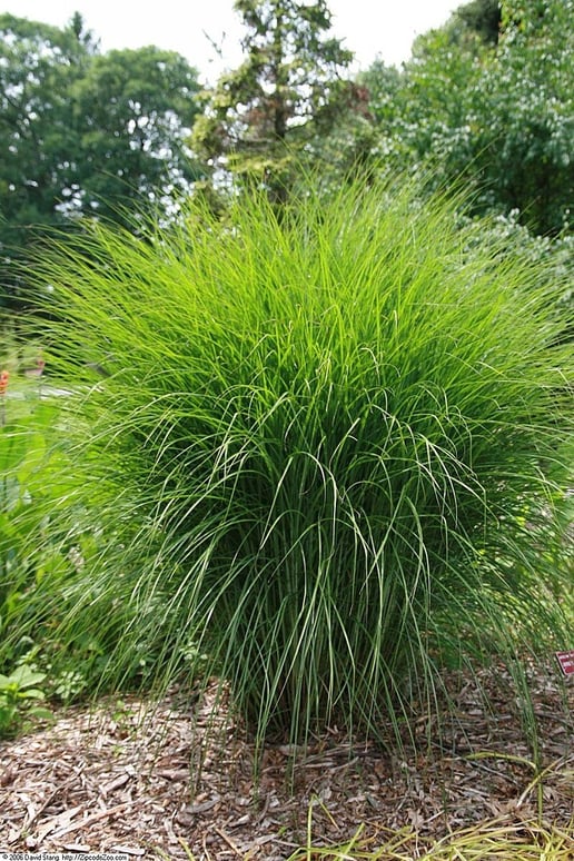 CC Zebra Grass